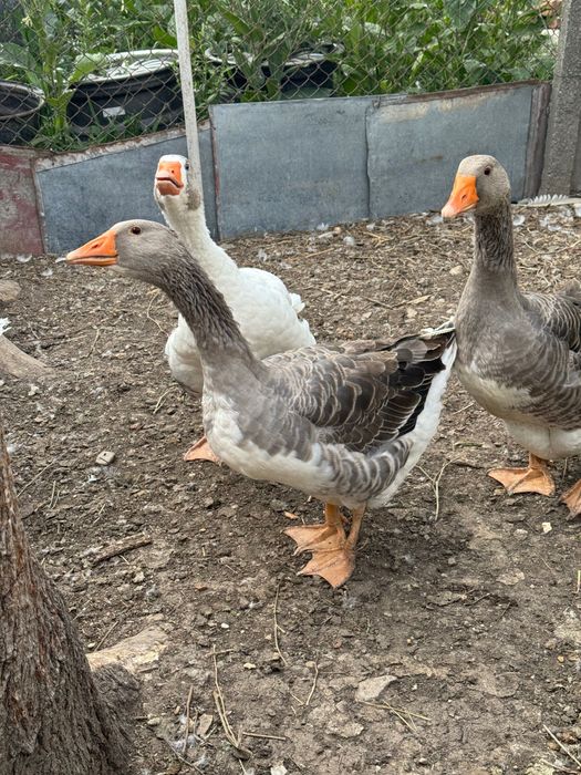 Gâște tinere și frumoase