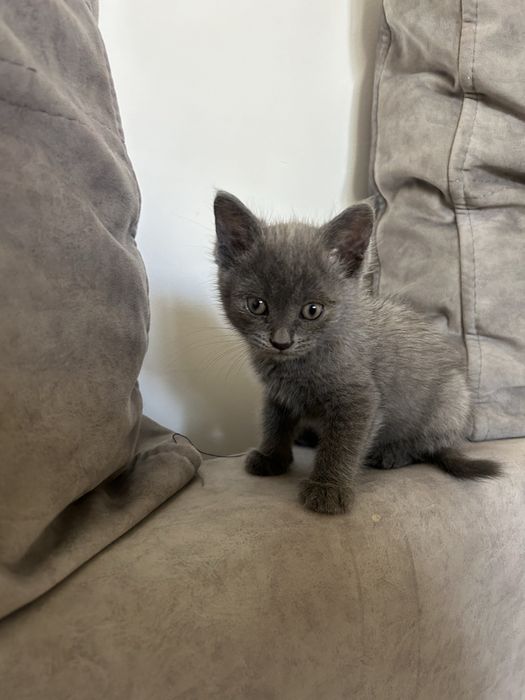 Котенок 2 месяца