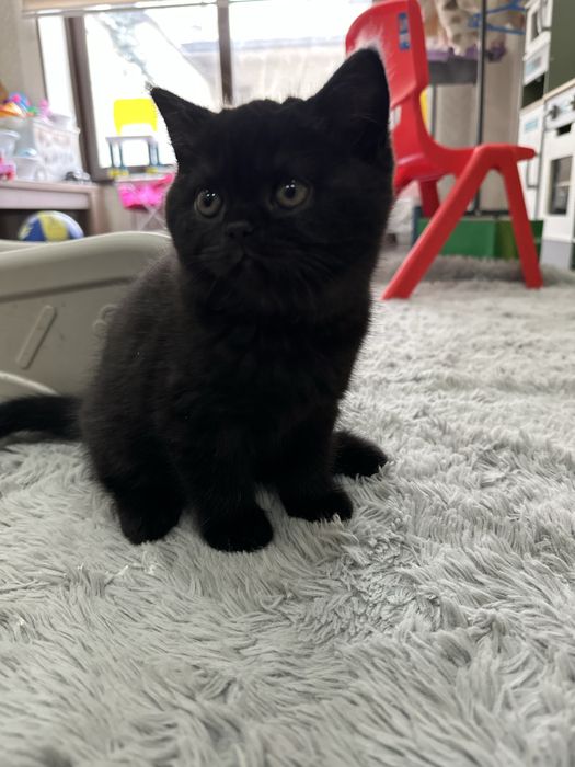 Шикарные котята