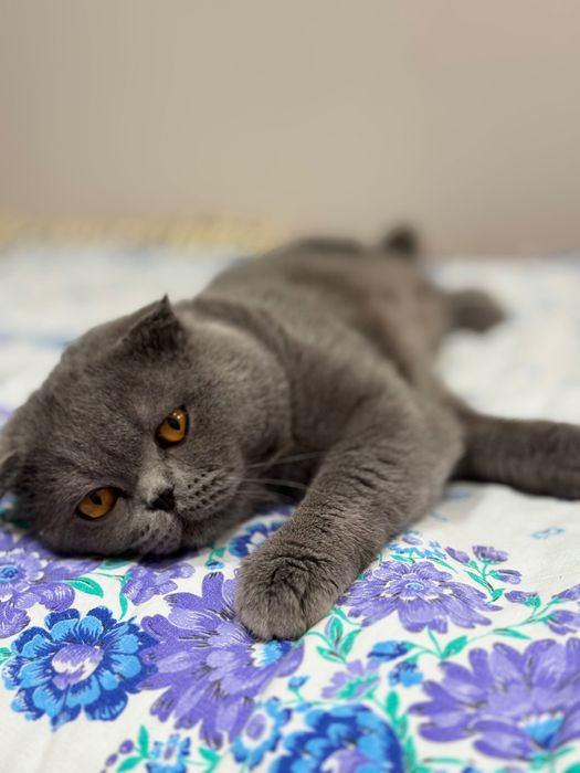 Вязка Скоттиш-фолд | Qoshtirishga| Серый кот 1 год |Ташкент| Чиланзар