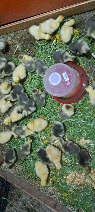 Boboci de gasca, oua de incubat si gaste.