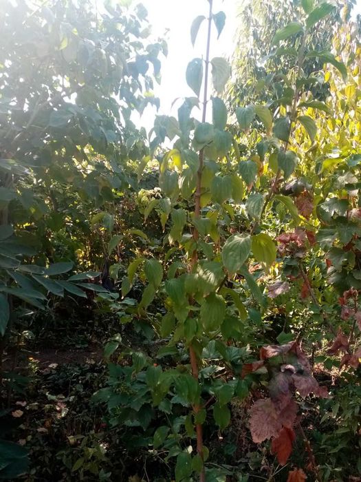 Свой кизил садовый