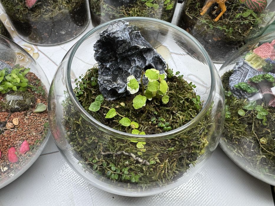 Продам флорариумы!