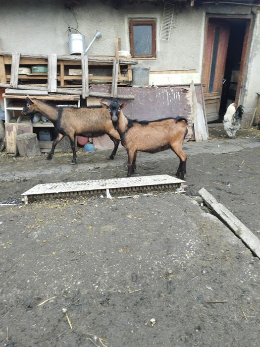 Tapi alpin francez rasa pura