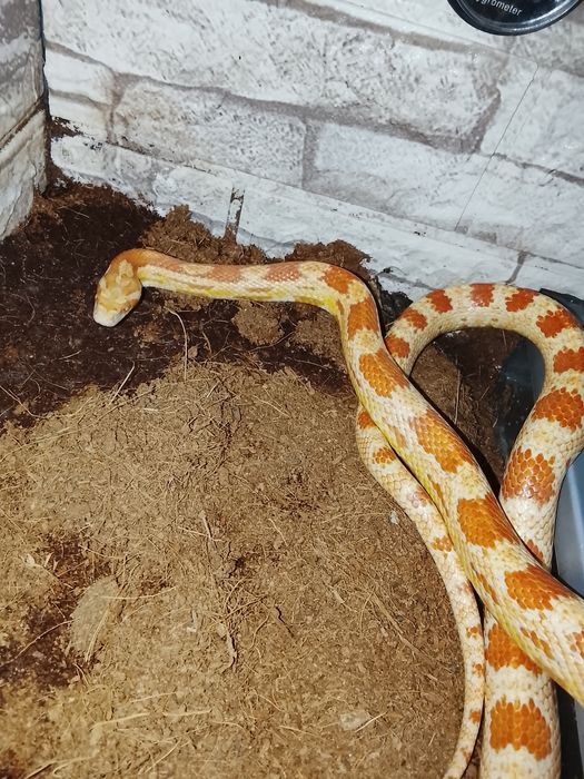 В продаже маисовые полозы