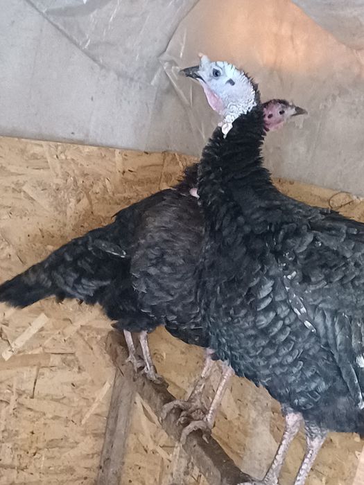 Ундіктер сатылады