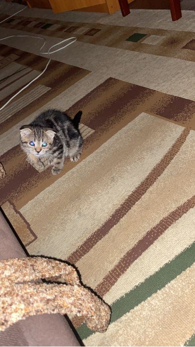 Вислоухая кошечка