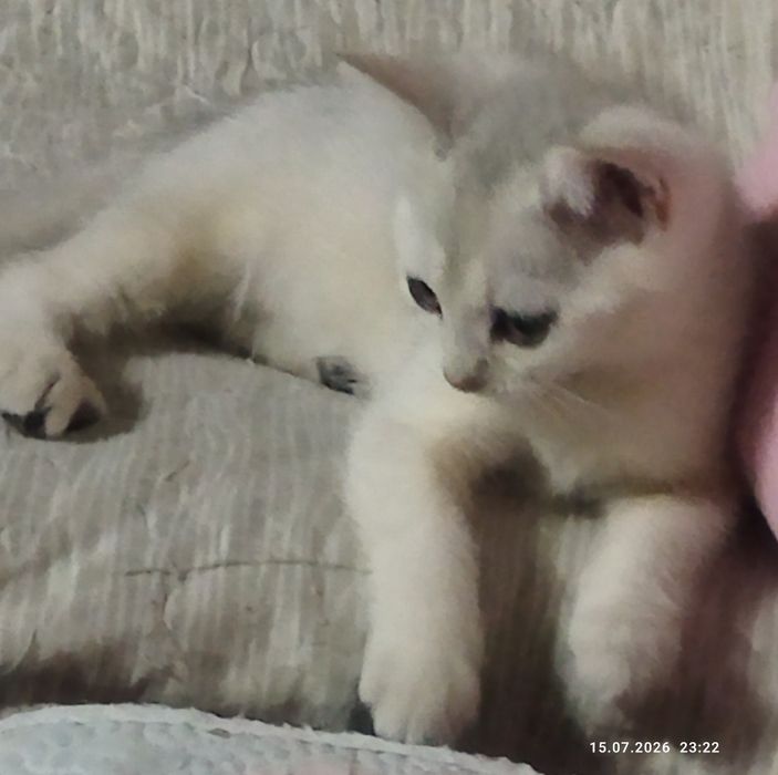 Срочно продаются шотландские котята серебряная шиншилла