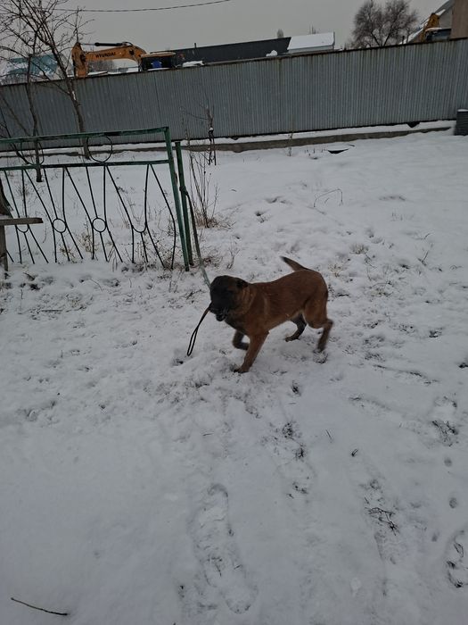 Белгийская овчарка Малинуа