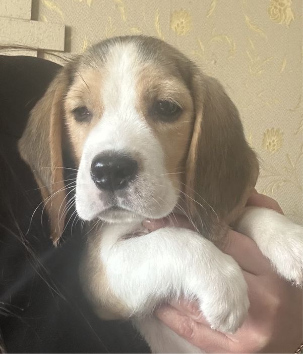 Щенок бигля, документы