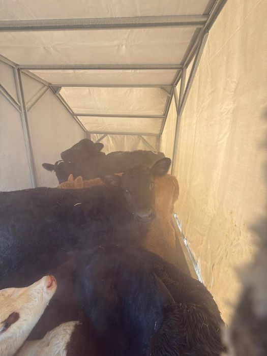 Бұзаулар сатылады