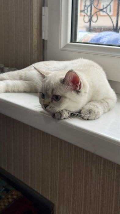 Продаётся котёнок Скоттиш Страйт