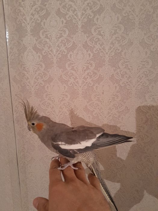 Продам попугай корелл ручной