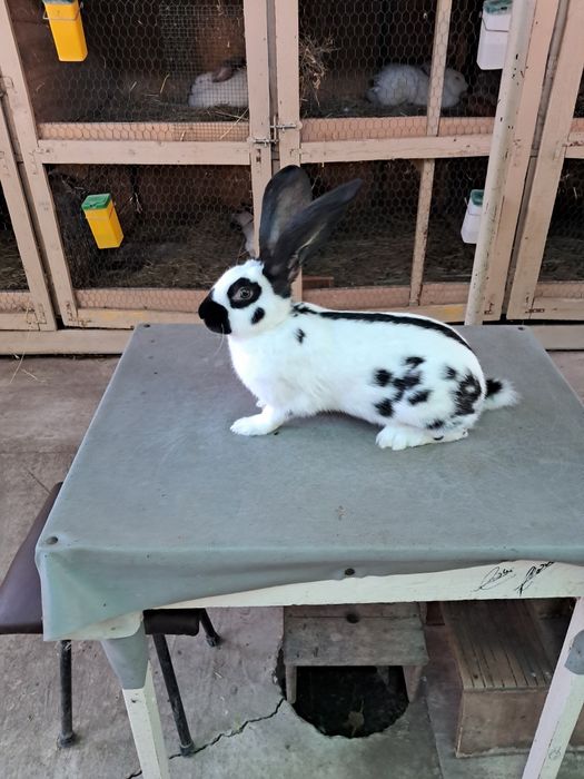 Vând Iepurii Uriaș German Pestriț