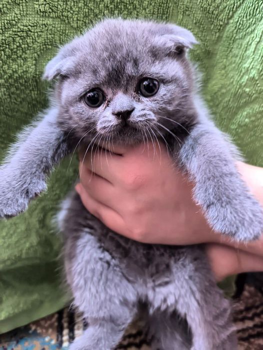 Шотландский чистокровные котята скоттиш фолд скоттиш страйт