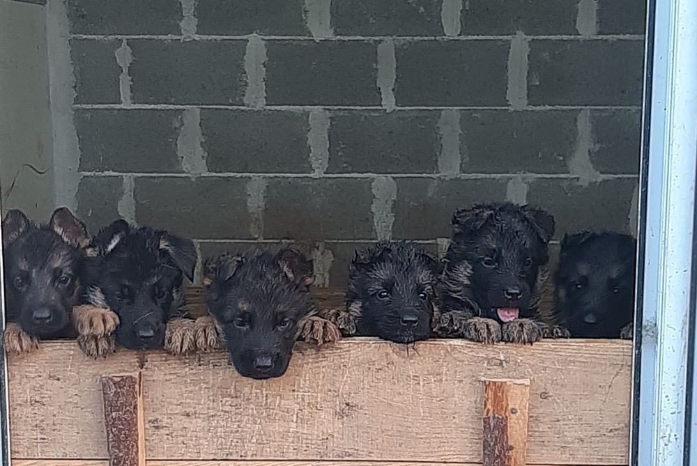 Немски овчарки с родословие