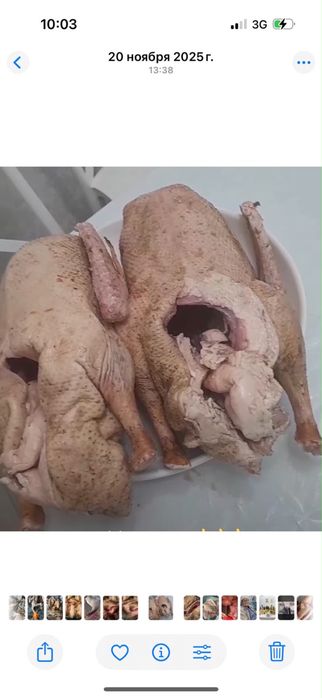 Гусь домашный актюбинский