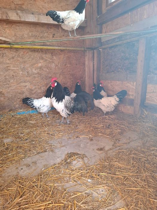 Gaini lakenvelder de vanzare