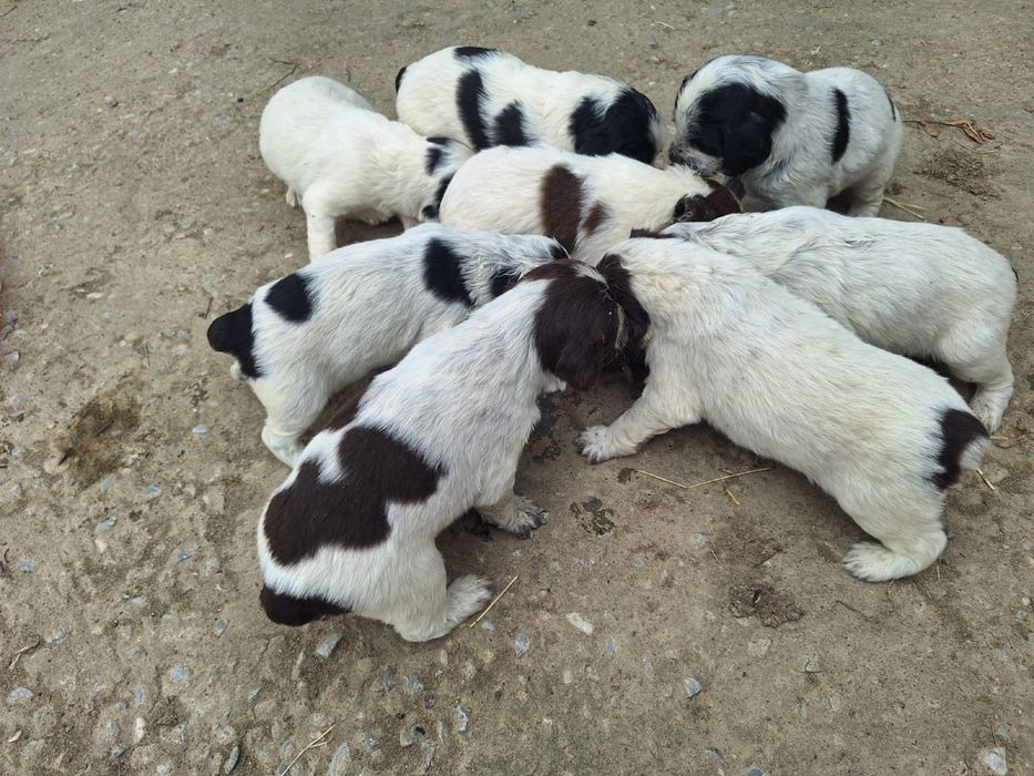 Породистый күшіктер сатылады