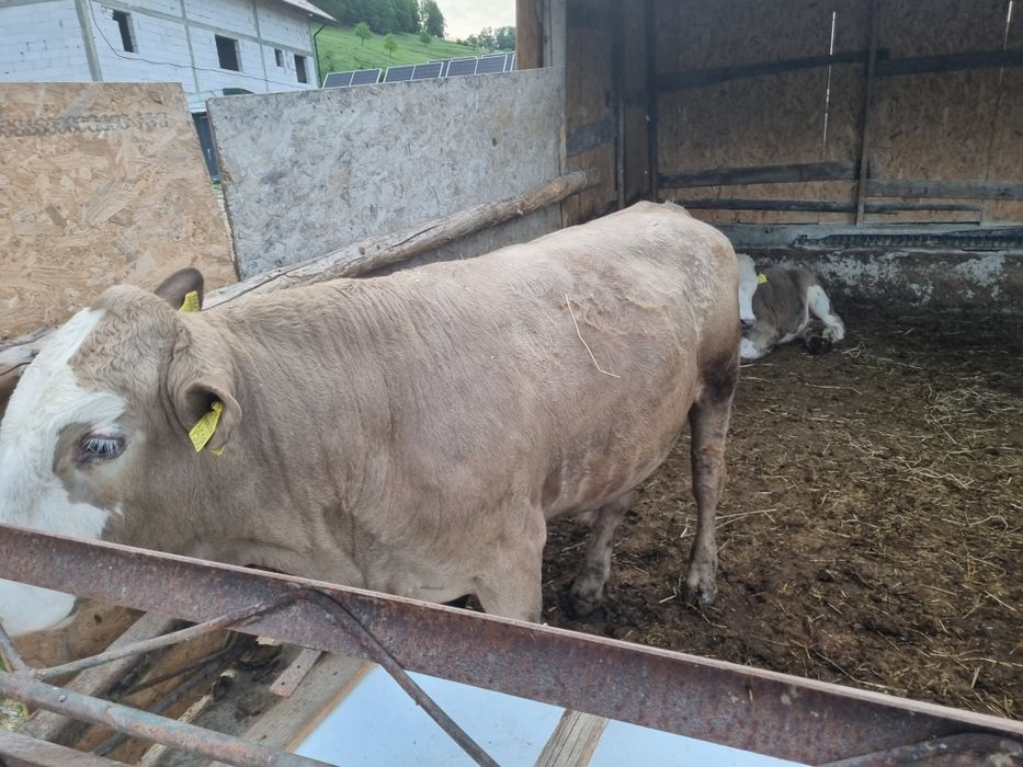 Taurasi si Vitele de vanzare