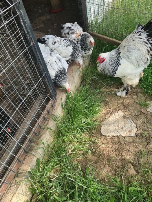 Oua brahma herminat deschis și bobat