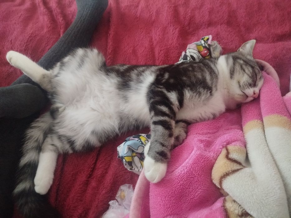 Отдадим котика  в добрые руки