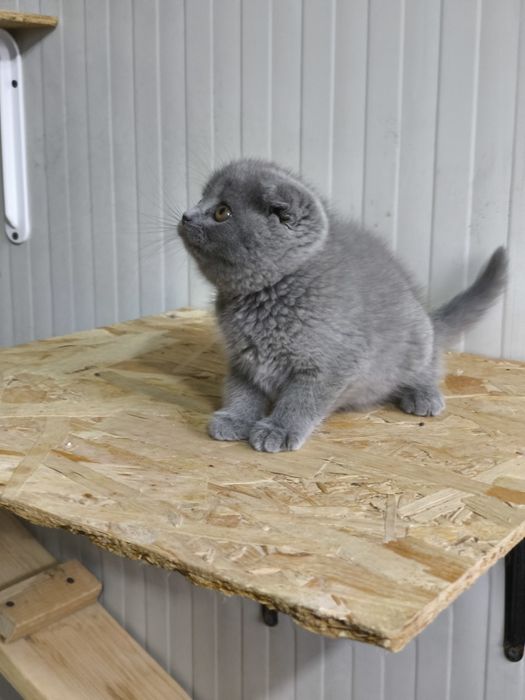 Scottish blue shorthair