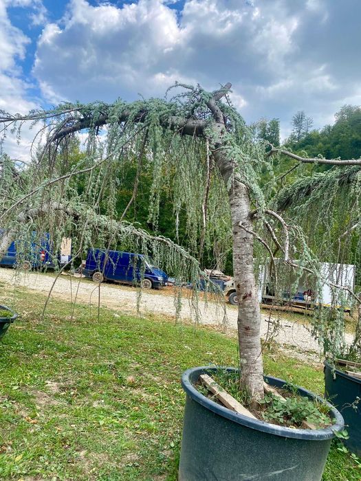 Arbori Decorativi Selecționați – Calitate de Top