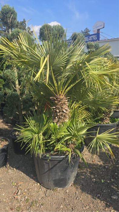 Palmieri  Trachycarpus fortunei / Maslini