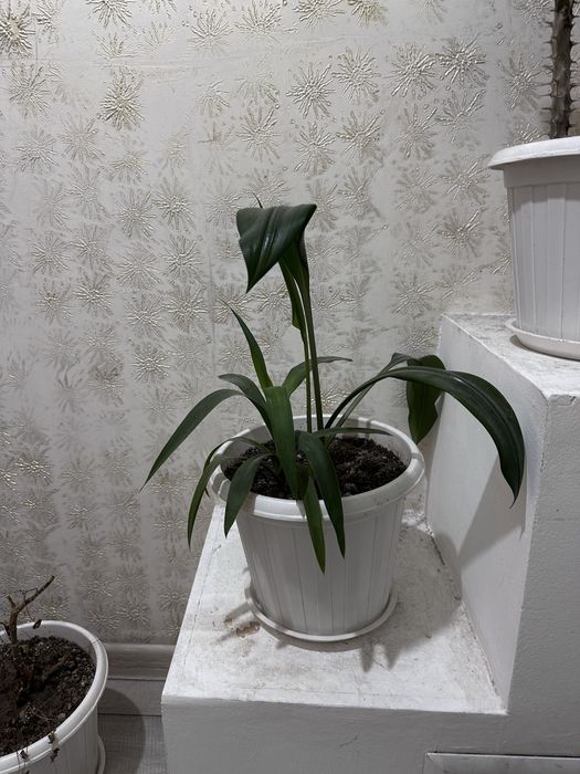 Комнатные цветы по 5000 тг