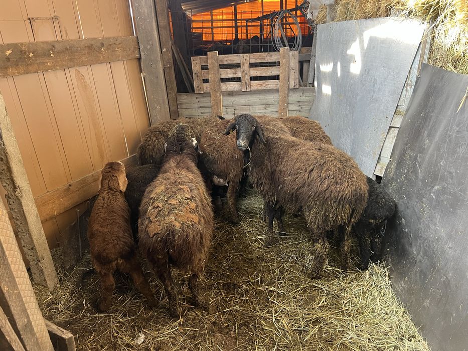 Бараны на мясо и на развод гисар арашан будан ягнята