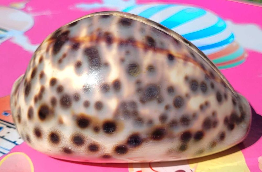 Scoica Cypraea tigris