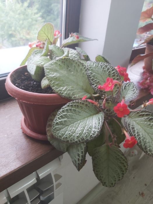 Продам цветы комнатные.