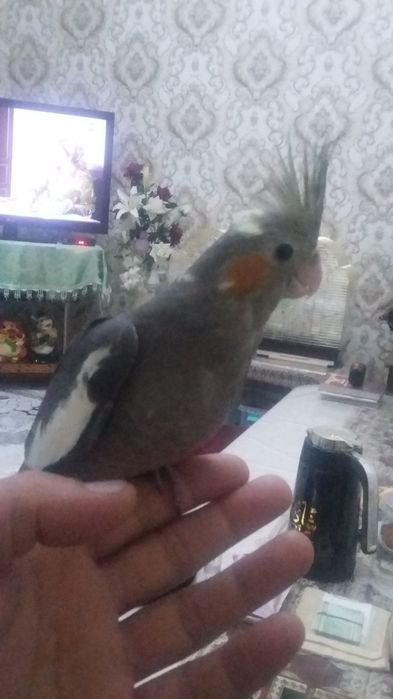 Домашние попугаи