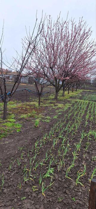 3.4 дка в с. Златия област Добрич