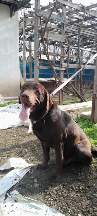 Лабрадор 7 месяцев кобель Лабрадор 7 ойлик угил бола