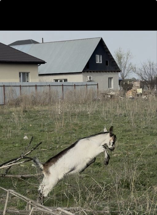 Альпийские козлята, мальчики