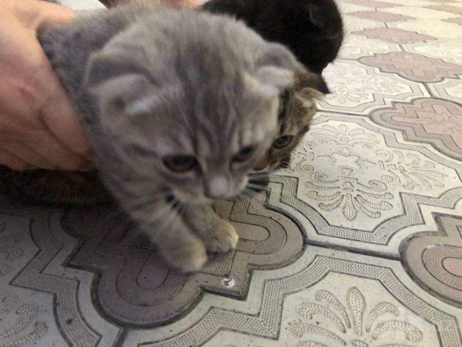 Mushuk bolasi 2 oylik