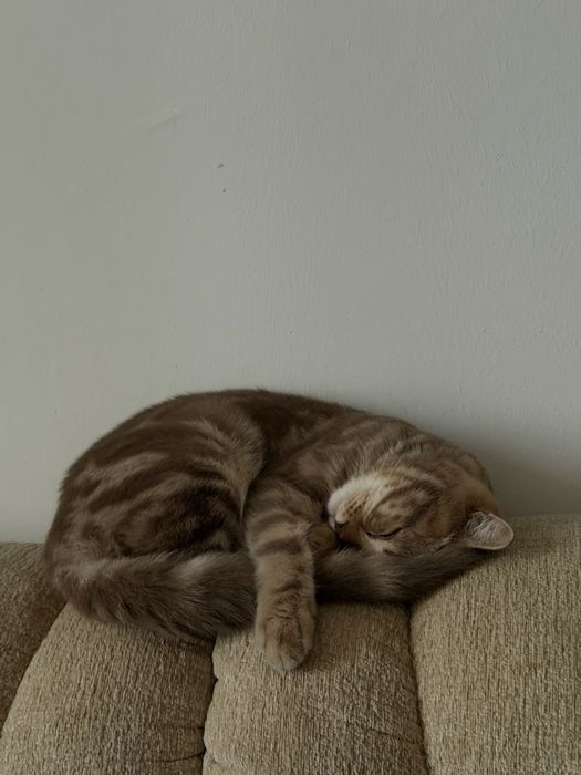 хорошый кот.     .