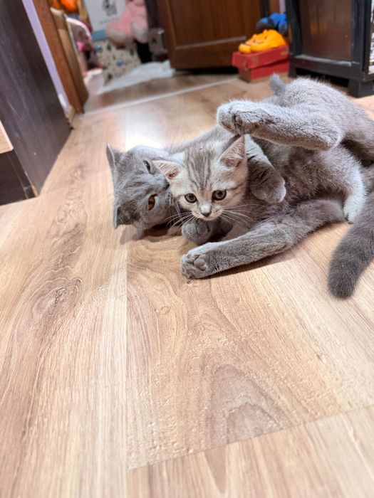 Котки Британска Късокосместа Сребърна Чинчила / Шотландска Клепоуха