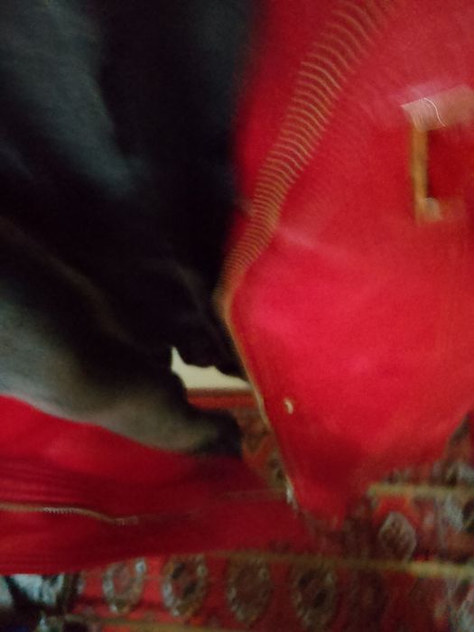 Kojinni kurtka.ichi patlik