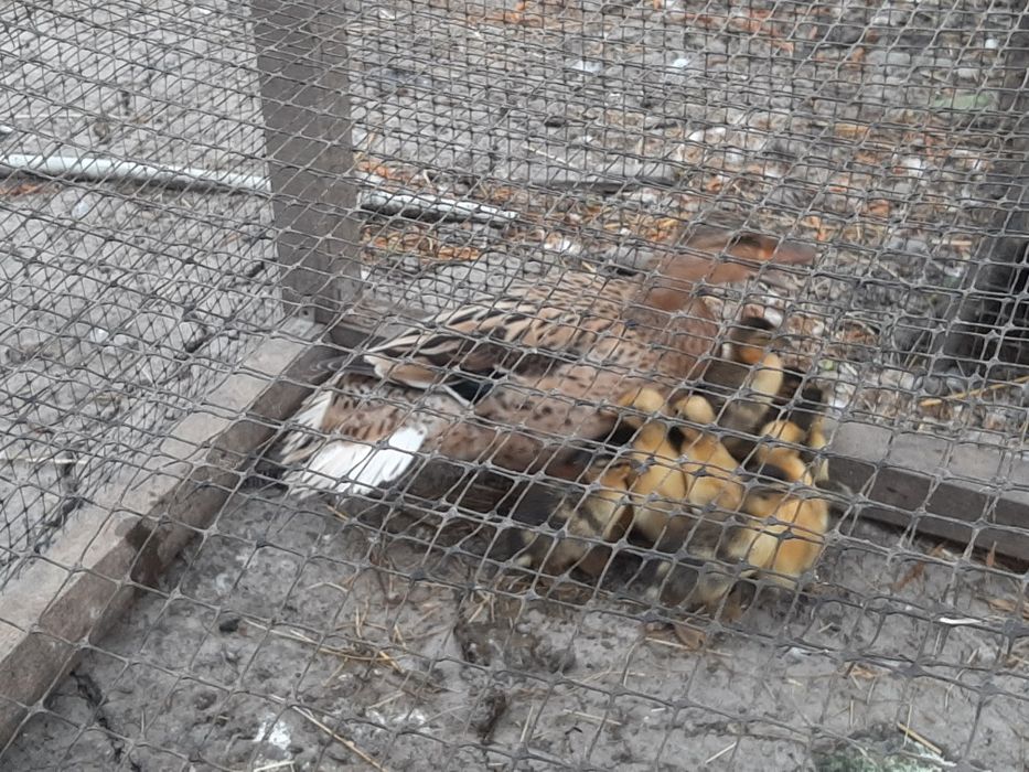 Boboci de rata de rasa mixta,  smarald, urias unguresc, mute, olandeze pitice
