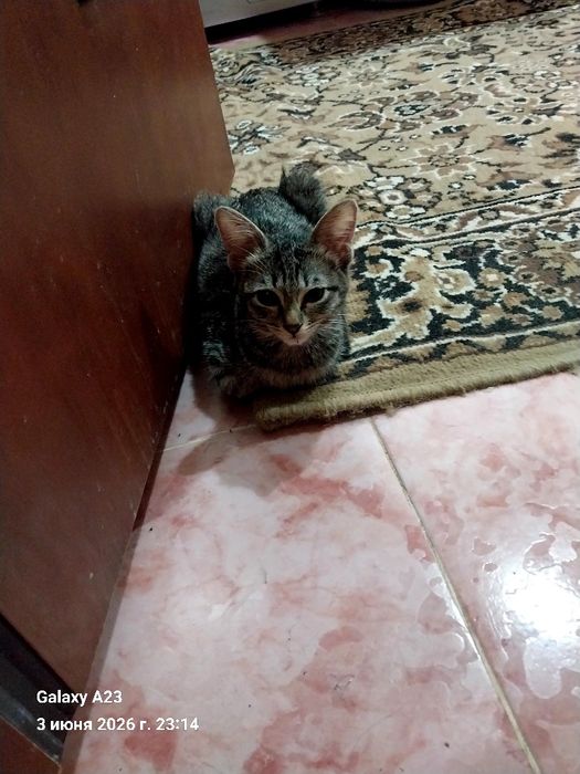 Отдам домашних котят в заботливые руки