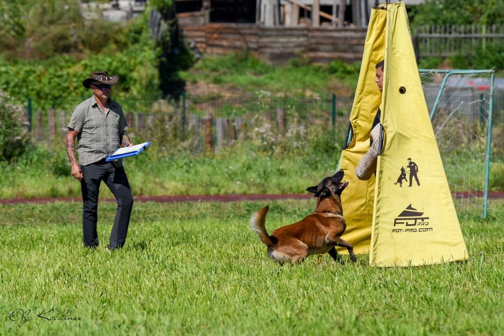 Вязка. Кобель малинуа