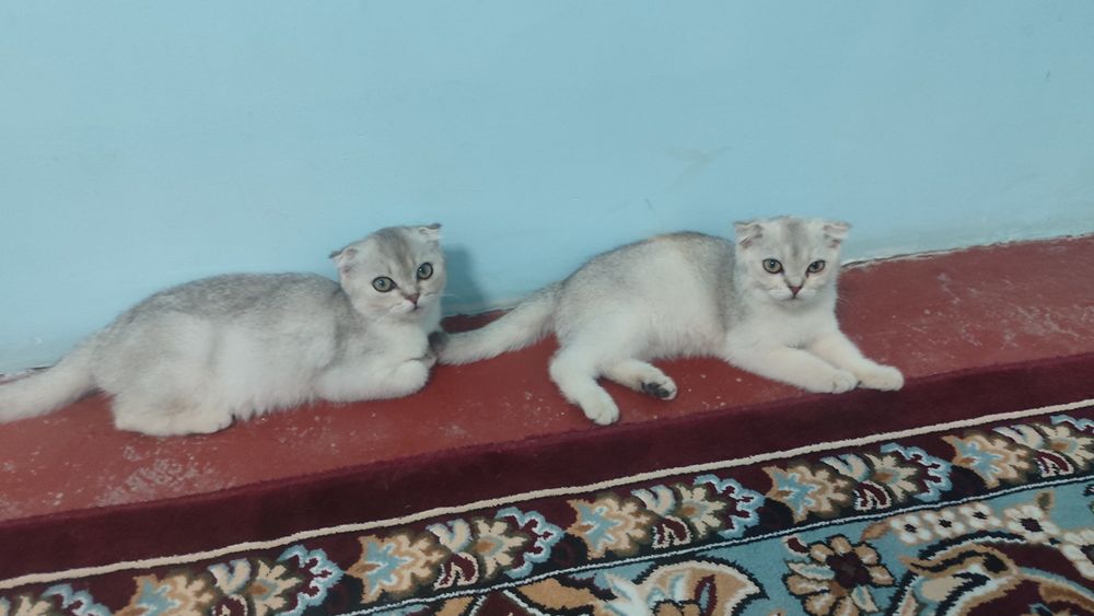 Продаются котята