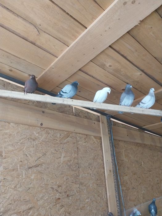 Vând lot de 20 de porumbei