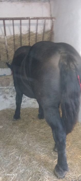 Vând iapă cu mânză