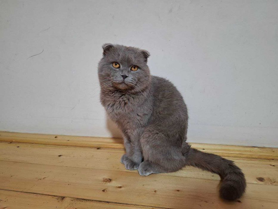 Erkak mushuk sotiladi, Scottish Fold