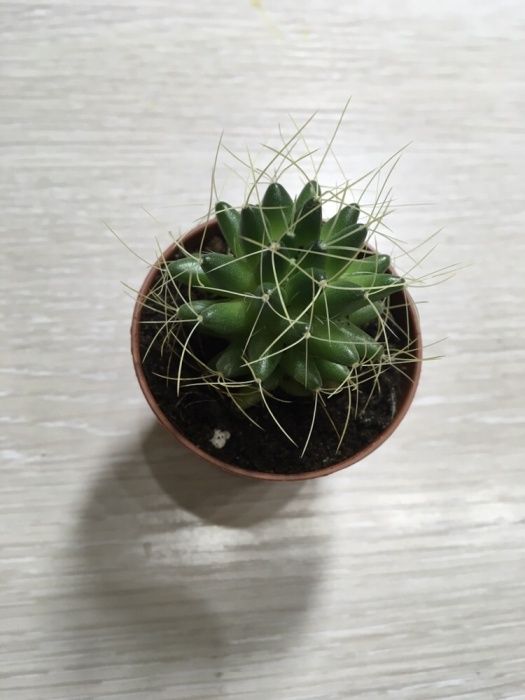 АКЦИЯ!!! Кактусы 800тг!!!