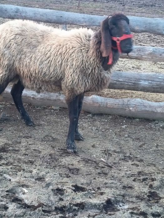 Vând berbeci carabas sarbesc